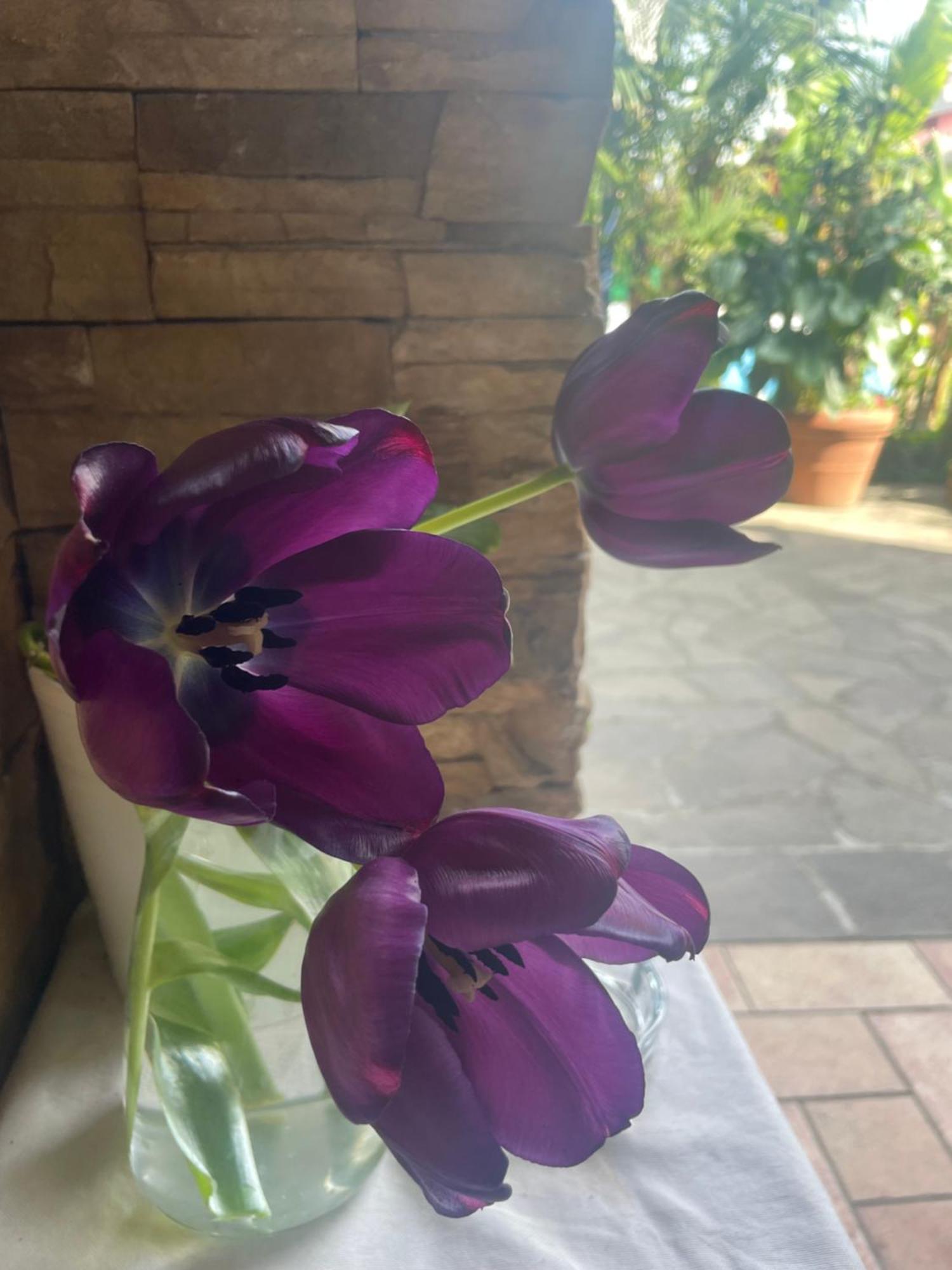 Il Giardino Di Emilia - Intero Appartamento In Villa Con Giardino Privato E Piscina Estiva Pontirolo Nuovo Exteriör bild