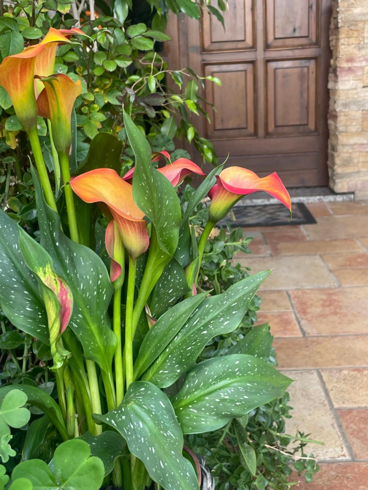 Il Giardino Di Emilia - Intero Appartamento In Villa Con Giardino Privato E Piscina Estiva Pontirolo Nuovo Exteriör bild